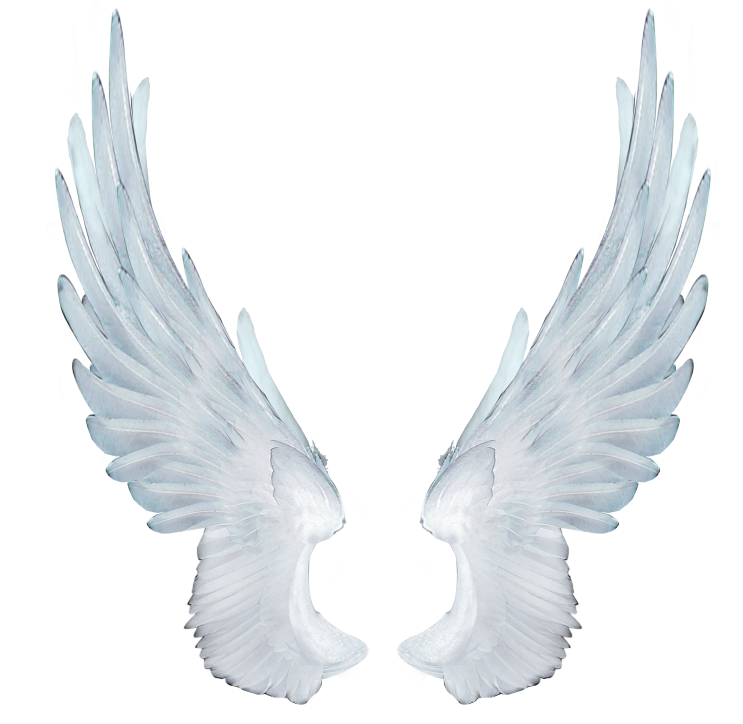 여러가지 날개 PNG : 네이버 블로그