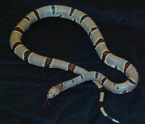 grey banded king snake