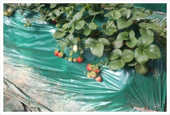 %BB%E7%C1%F8_258.jpg?type=w1