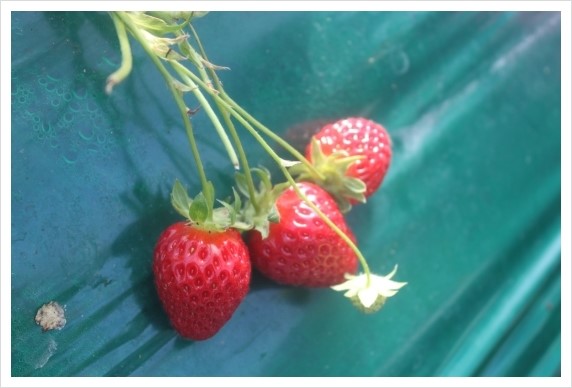 %BB%E7%C1%F8_275.jpg?type=w1