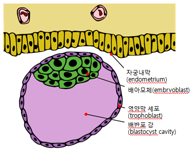 trophoblast thesis of cancer Presented bythe robert cathey research source we are happy to present the following classic monograph. trophoblast thesis of cancer Presented bythe robert cathey research source we are happy to present the following classic monograph.