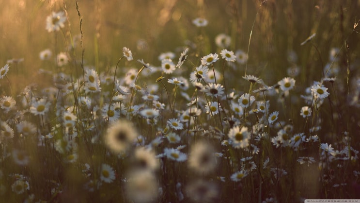 2560x1440 고화질 컴퓨터 바탕화면 백호,자연등등!! : 네이버 블로그