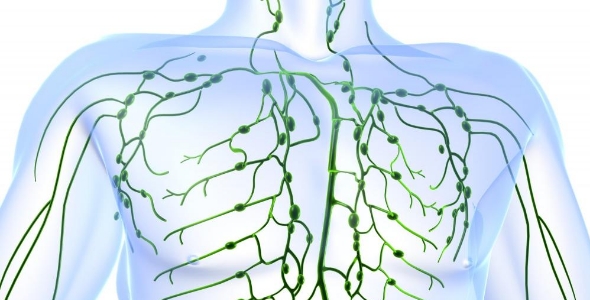 림프계의 구조와 역할(기능) : 네이버 블로그 Biology Diagrams