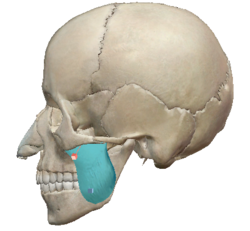 근육계- 저작근(muscle of mastication) : 네이버 블로그