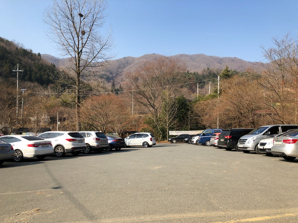 편백나무 이미지