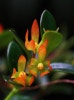 nematanthus gregarius goldfish plant. 네마탄서스(Nematanthus)