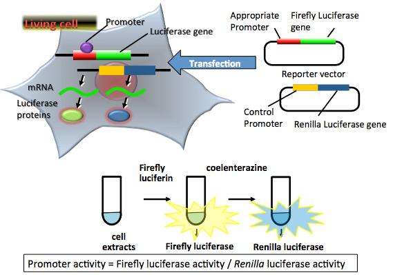 Reporter gene assay와 Luciferase assay 기본 개념 : 네이버 블로그