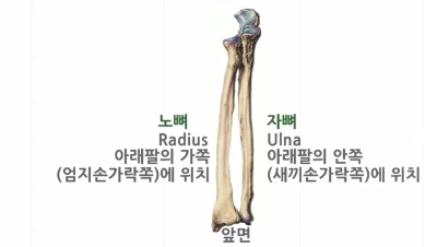 [인체해부학] 팔뼈, 팔 이음뼈 - 위팔뼈, 노뼈, 자뼈 쉽게 파헤치기 : 네이버 블로그
